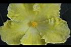 苦瓜-雄花08.jpg