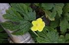 苦瓜-雄花17.jpg