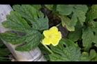 苦瓜-雄花18.jpg