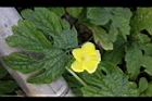 苦瓜-雄花19.jpg