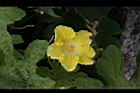苦瓜-雄花20.jpg