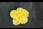 苦瓜-雌花1.jpg