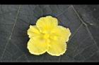 苦瓜-雌花3.jpg