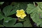 苦瓜-雌花5.jpg