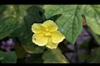 苦瓜-雌花9.jpg