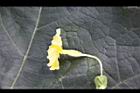 苦瓜-雌花側0.jpg