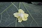 苦瓜-雌花萼0.jpg