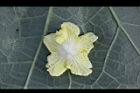 苦瓜-雌花萼1.jpg