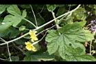 苦瓜-雌雄花0.jpg