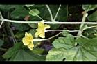 苦瓜-雌雄花1.jpg