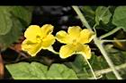 苦瓜-雌雄花3.jpg