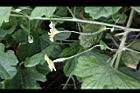 苦瓜-雌雄花6.jpg