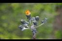 苦苣菜-花苞14.jpg