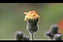 苦苣菜-花苞19.jpg