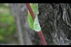 苦苣菜-抱莖00.jpg