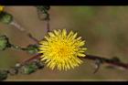 苦苣菜-花02.jpg