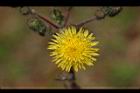 苦苣菜-花04.jpg