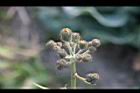 苦苣菜-花苞08.jpg