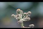 苦苣菜-花苞10.jpg
