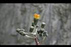 苦苣菜-花苞15.jpg