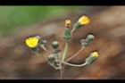 苦苣菜-花苞16.jpg