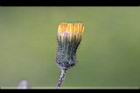 苦苣菜-花苞18.jpg