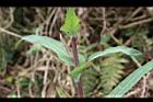苦苣菜-莖01.jpg