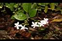 苦藍盤-花00.JPG