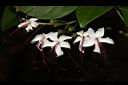 苦藍盤-花04.JPG