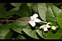 苦藍盤-花06.JPG
