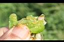 苦蘵-種子1.jpg