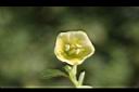 苦蘵-花01.jpg