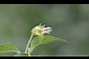 苦蘵-花蕊.jpg