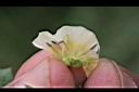 苦蘵-花蕊00.jpg