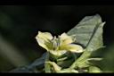苦蘵-花蕊07.jpg