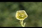 苦蘵-花02.jpg