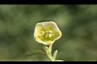 苦蘵-花03.jpg