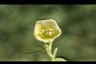 苦蘵-花04.jpg