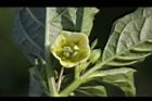 苦蘵-花05.jpg