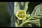 苦蘵-花06.jpg