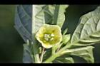 苦蘵-花07.jpg