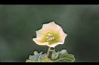 苦蘵-花08.jpg