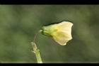 苦蘵-花背0.jpg