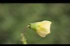 苦蘵-花背1.jpg