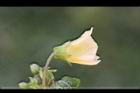 苦蘵-花背4.jpg