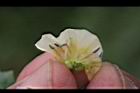苦蘵-花蕊01.jpg