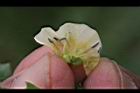 苦蘵-花蕊02.jpg