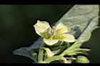 苦蘵-花蕊04.jpg