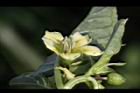 苦蘵-花蕊05.jpg