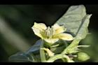 苦蘵-花蕊06.jpg
